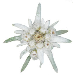 Ruhe in Frieden, liebe Iris